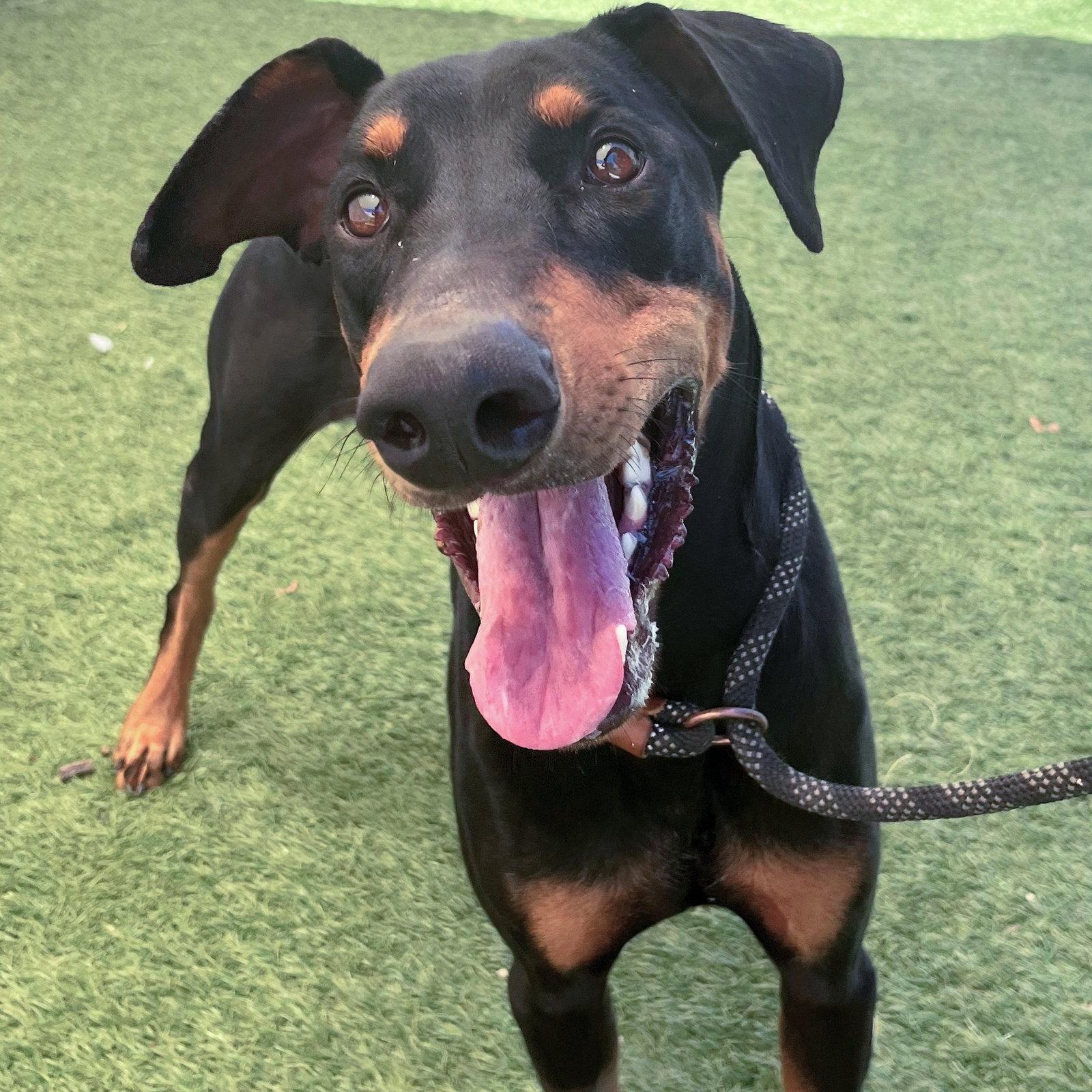 Dylan 3570, a Adoptable Doberman Pinscher in Oakland Park, FL image 1/3