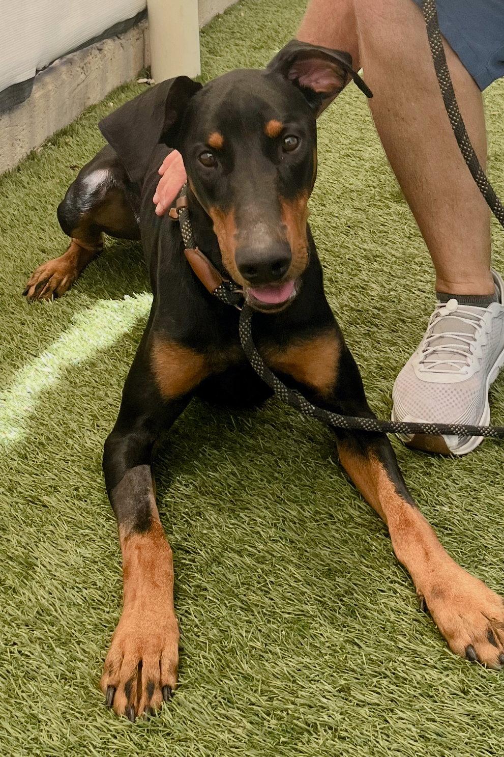 Dylan 3570, Adoptable, Adult Male Doberman Pinscher.