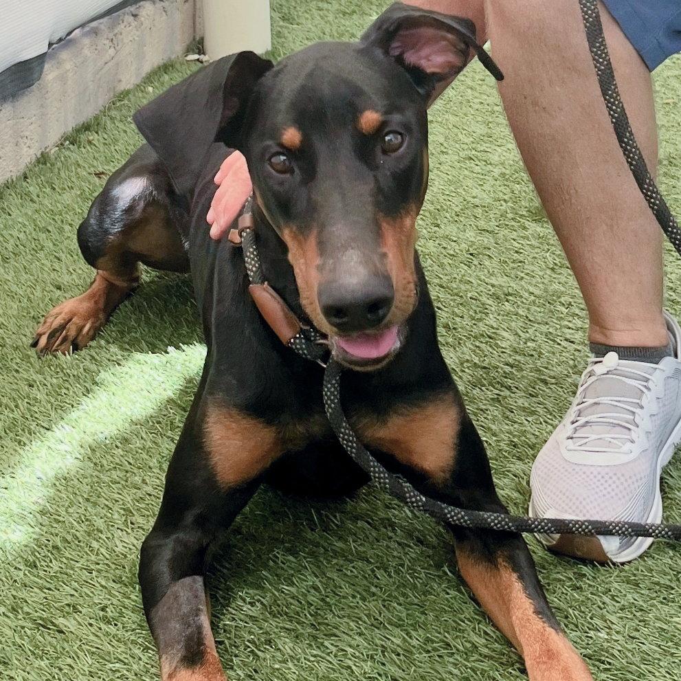 Dylan 3570, a Adoptable Doberman Pinscher in Oakland Park, FL image 2/3