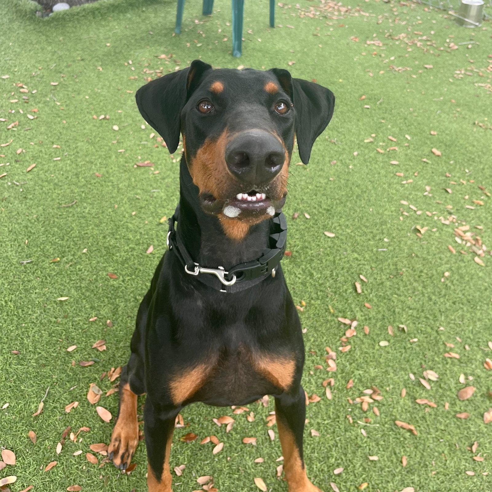 Dylan 3570, a Adoptable Doberman Pinscher in Oakland Park, FL image 2/3
