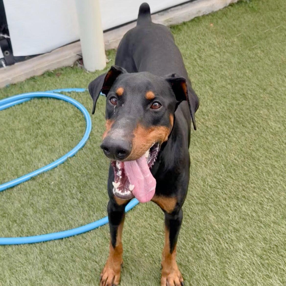 Dylan 3570, a Adoptable Doberman Pinscher in Oakland Park, FL image 3/3
