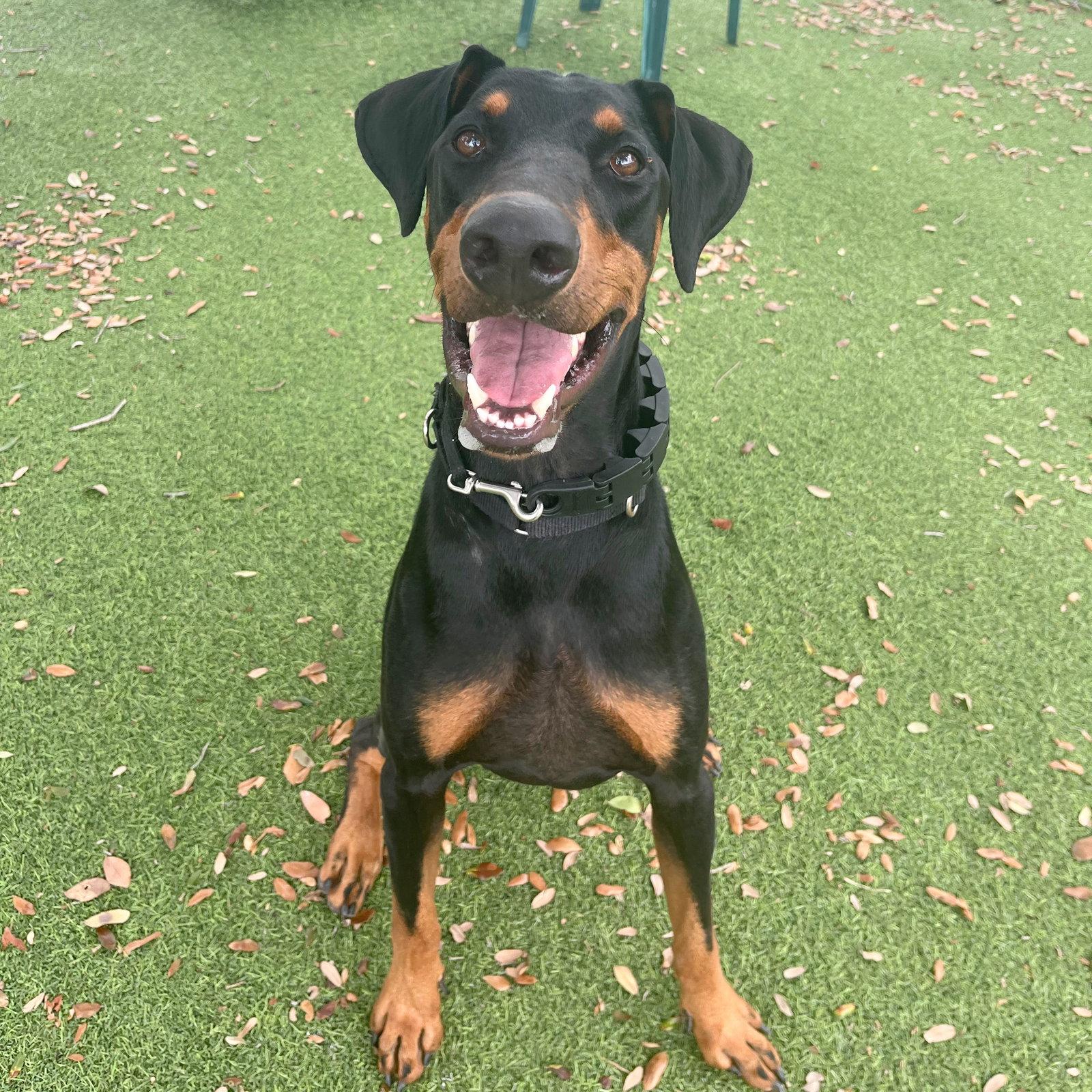 Dylan 3570, a Adoptable Doberman Pinscher in Oakland Park, FL image 3/3