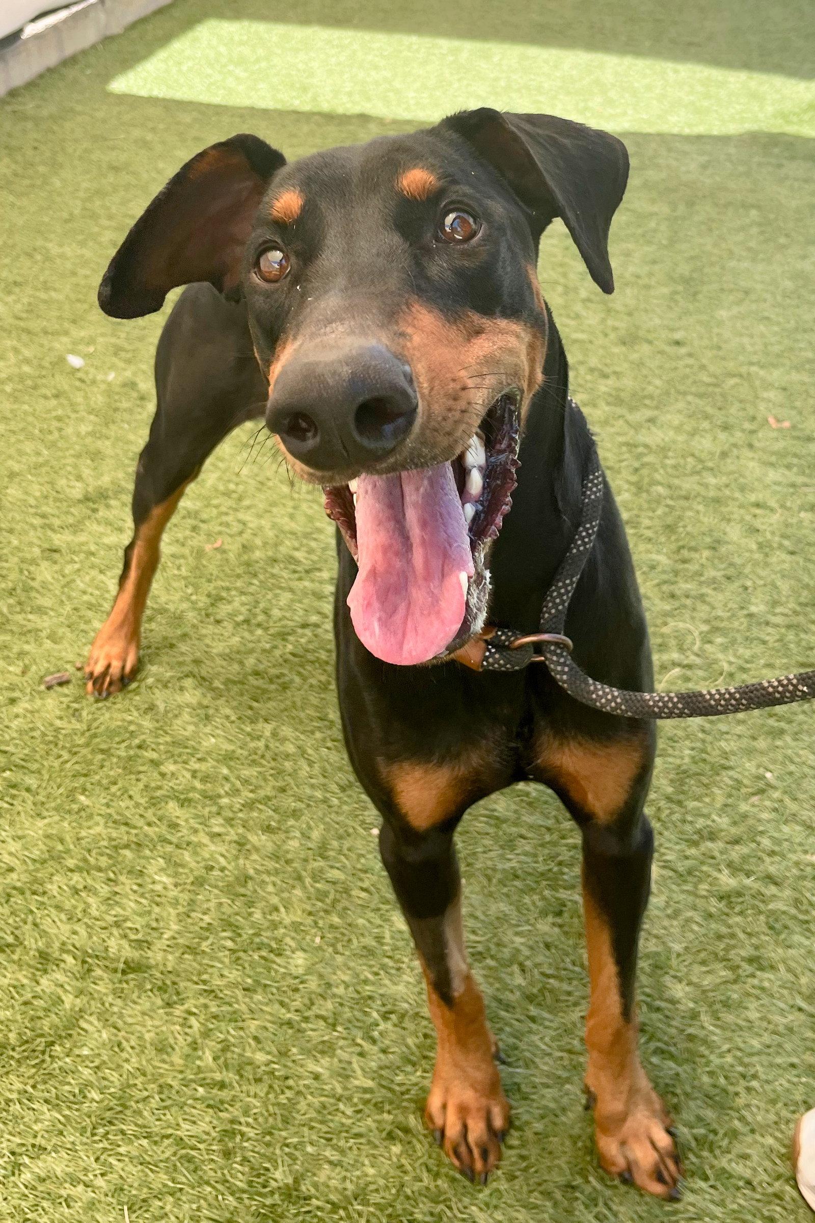 Enlarge Dylan 3570, a Adoptable Doberman Pinscher in Oakland Park, FL image 2/2
