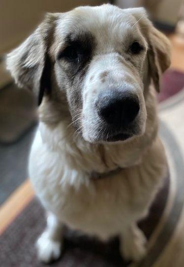 Hazel, Adoptable, Adult Female Great Pyrenees.