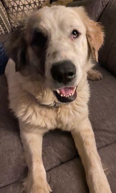 Enlarge Hazel, a Adoptable mixed breed in Larkspur, CO image 2/6