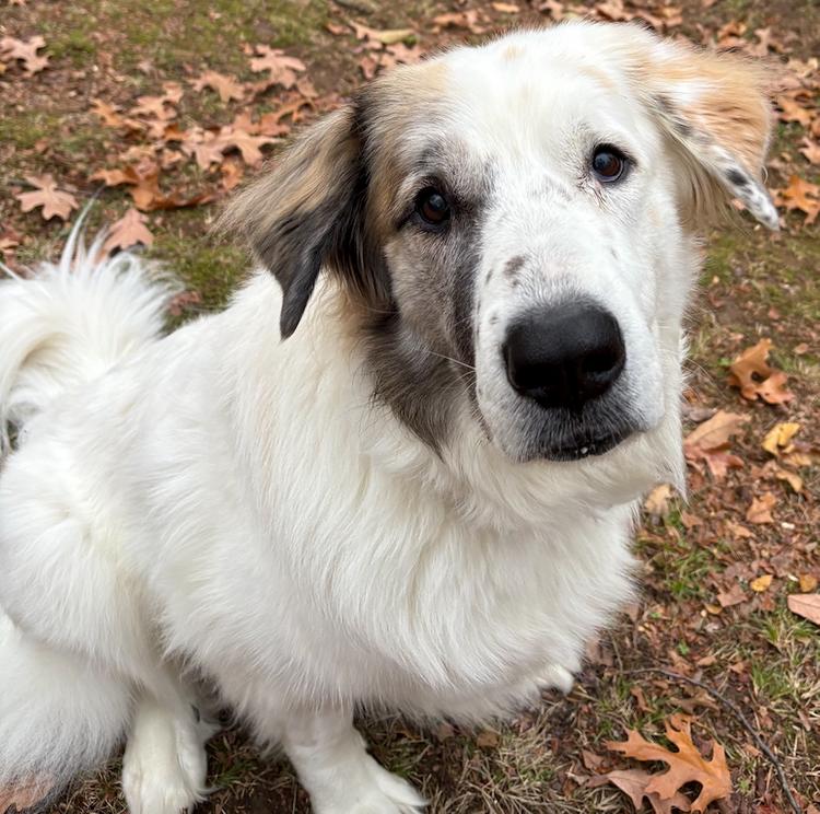 Enlarge Hazel, a Adoptable mixed breed in Larkspur, CO image 6/6