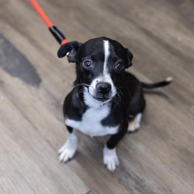 Cheech, Adoptable, Adult Male Chihuahua.