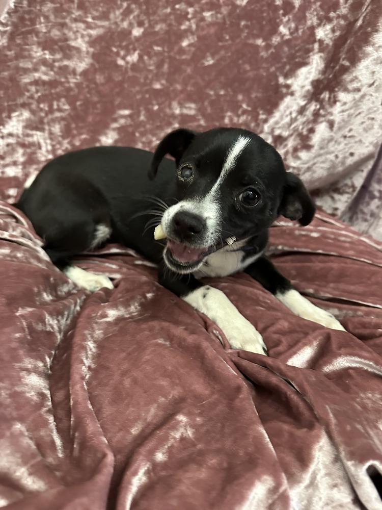 Enlarge Cheech, a Adoptable Chihuahua in Clovis, NM image 2/6