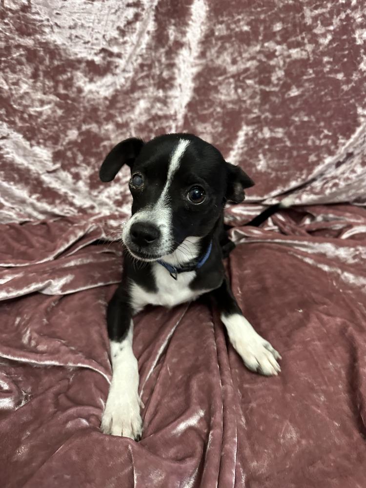 Enlarge Cheech, a Adoptable Chihuahua in Clovis, NM image 3/6