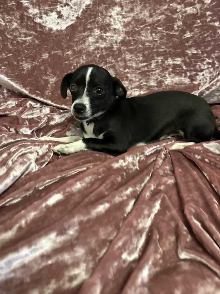 Enlarge Cheech, a Adoptable Chihuahua in Clovis, NM image 4/6