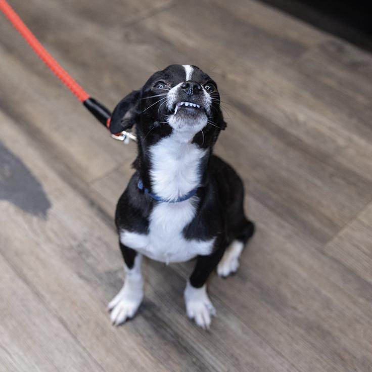 Enlarge Cheech, a Adoptable Chihuahua in Clovis, NM image 5/6