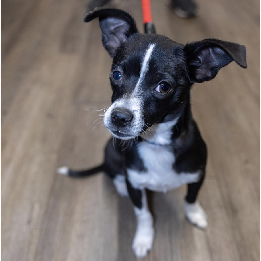 Enlarge Cheech, a Adoptable Chihuahua in Clovis, NM image 6/6