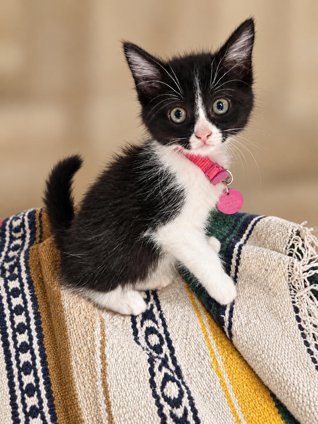 Enlarge Bluebell, a Adopted Tuxedo in Pasco, WA image 3/3