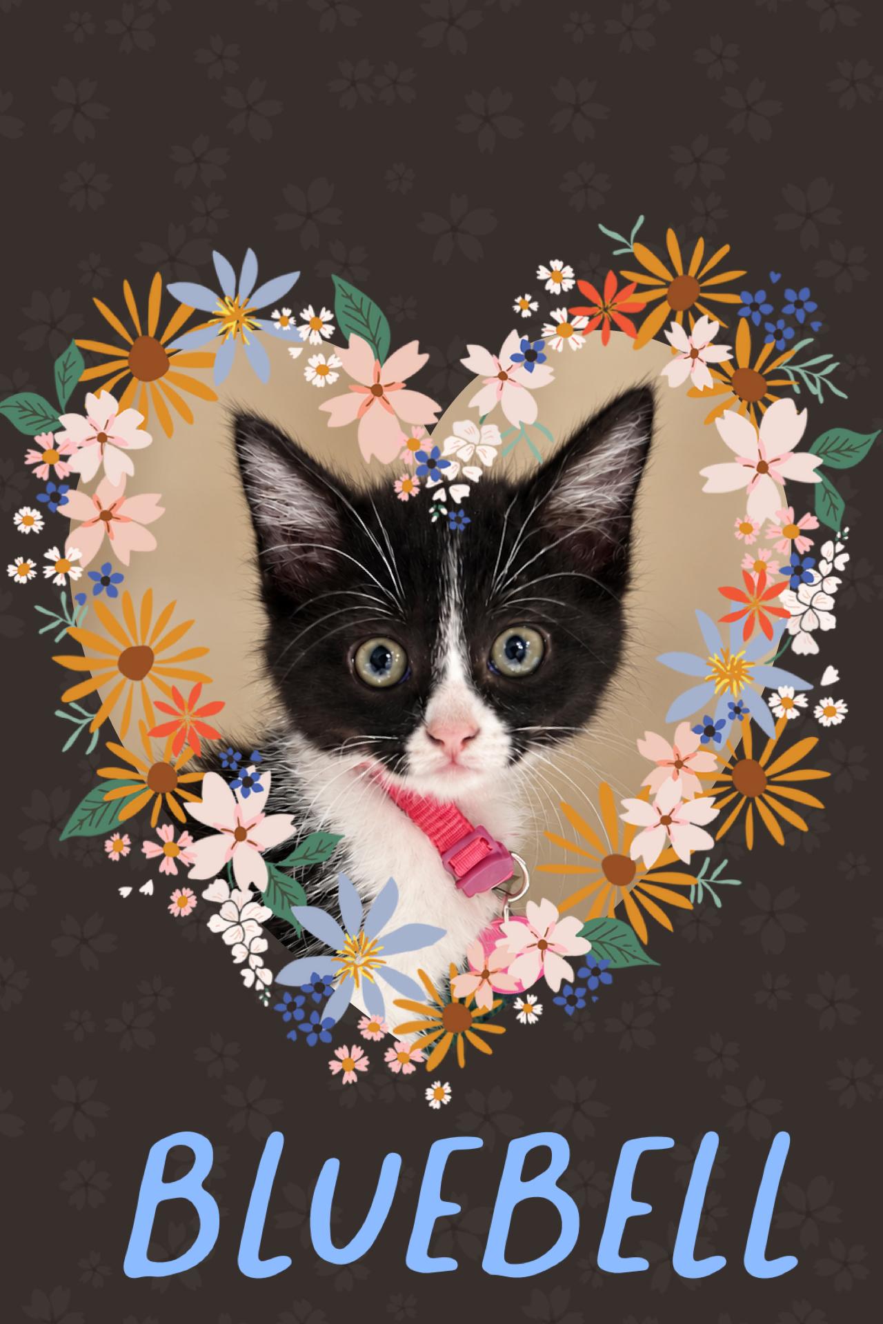 Bluebell, Adopted, Kitten Female Tuxedo.