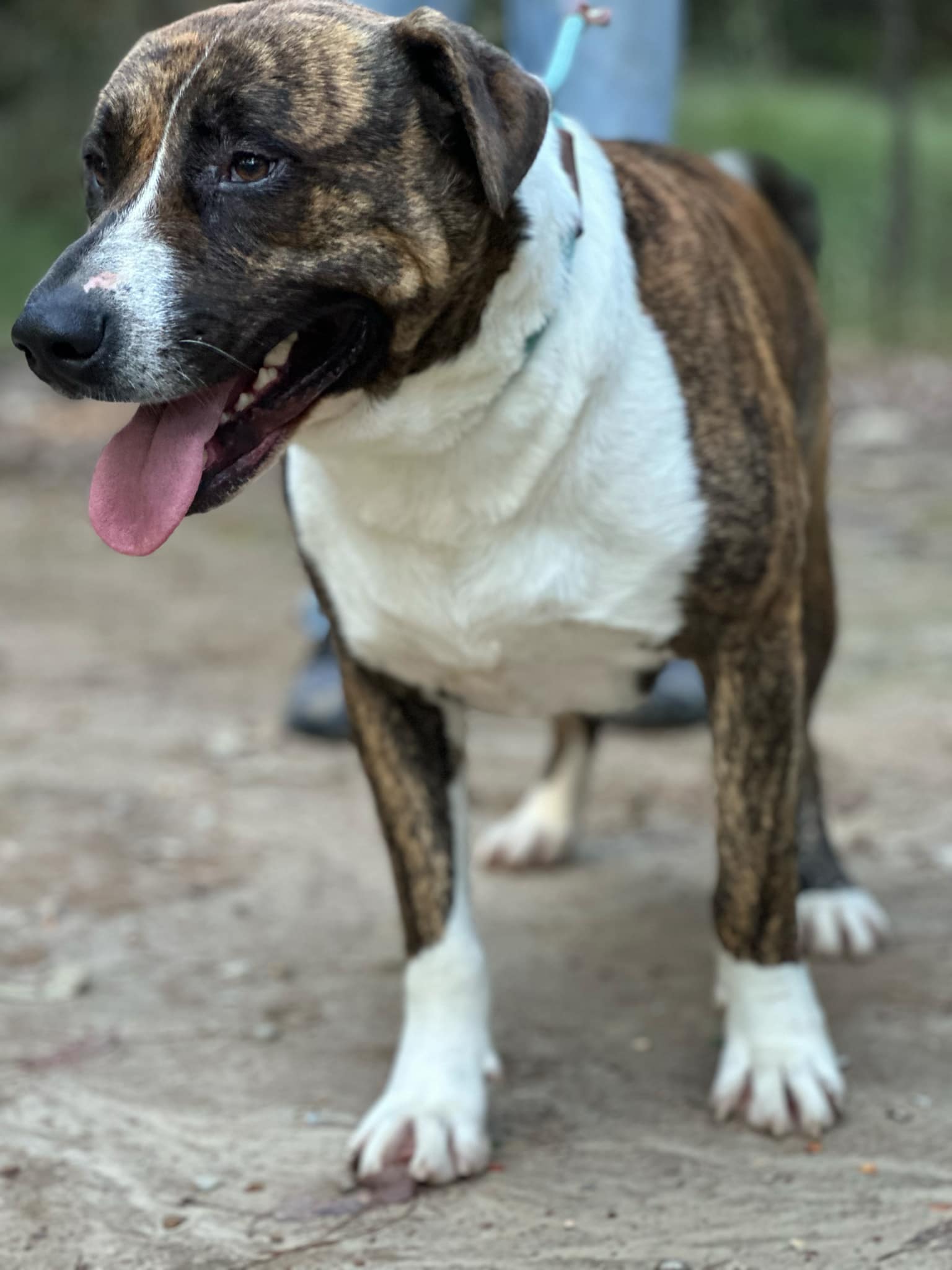 maverick, a Adoptable American Staffordshire Terrier in Columbia, SC image 3/6