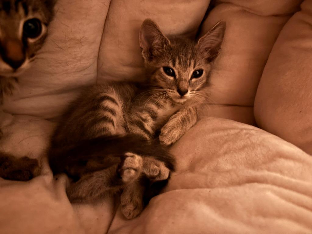 Smokey, Adoptable, Young Male Domestic Short Hair.