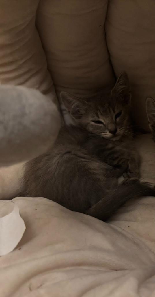 Enlarge Smokey, a Adoptable mixed breed in Buford, GA image 2/6