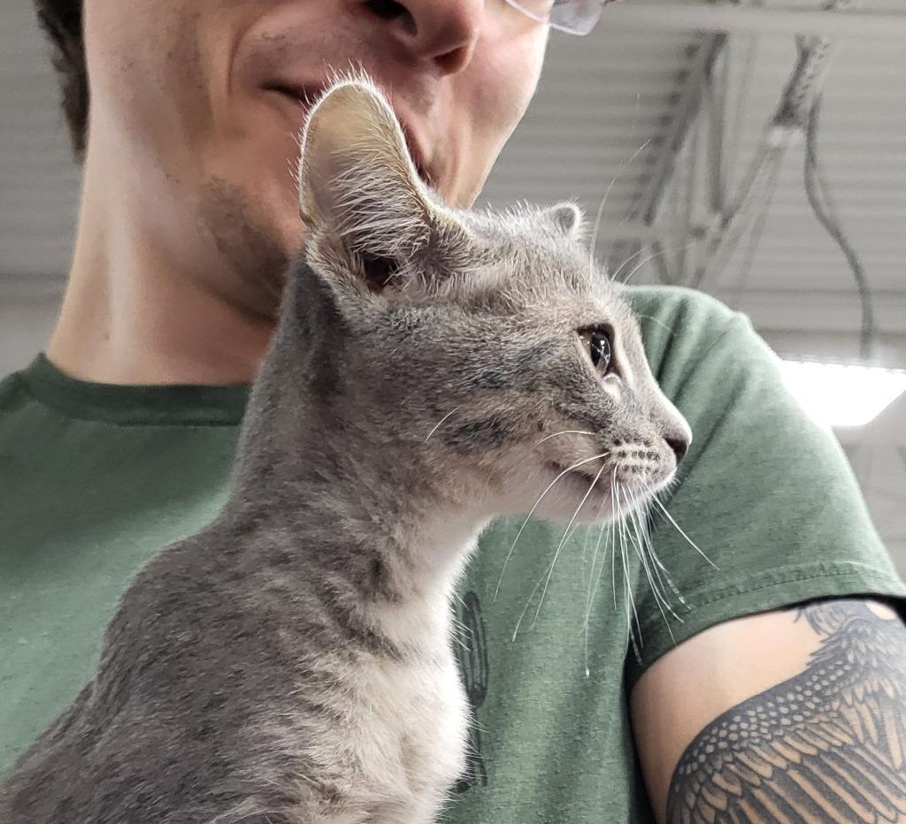 Enlarge Smokey, a Adoptable mixed breed in Buford, GA image 3/6