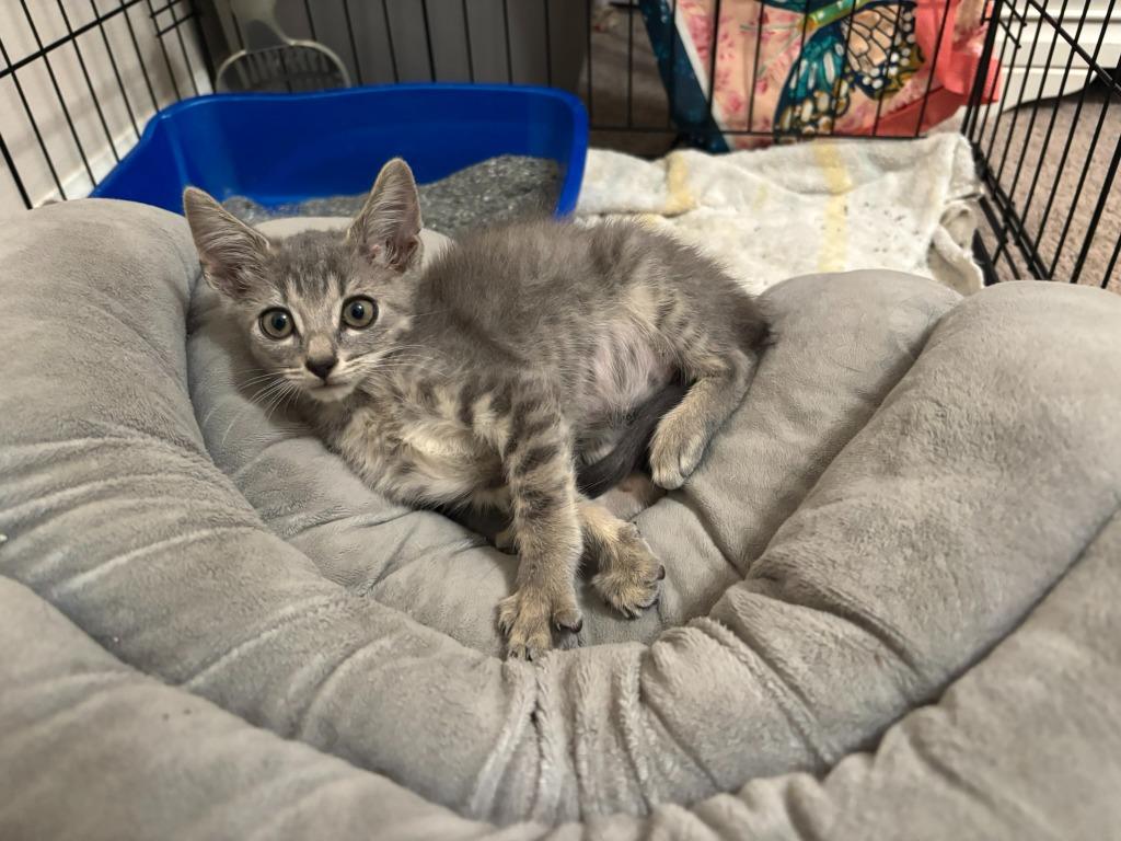 Enlarge Smokey, a Adoptable mixed breed in Buford, GA image 4/6