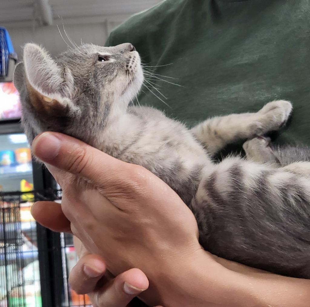 Enlarge Smokey, a Adoptable mixed breed in Buford, GA image 5/6