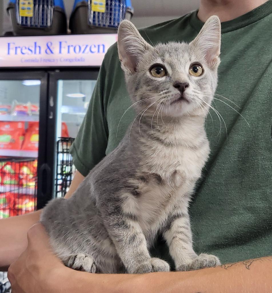 Enlarge Smokey, a Adoptable mixed breed in Buford, GA image 6/6