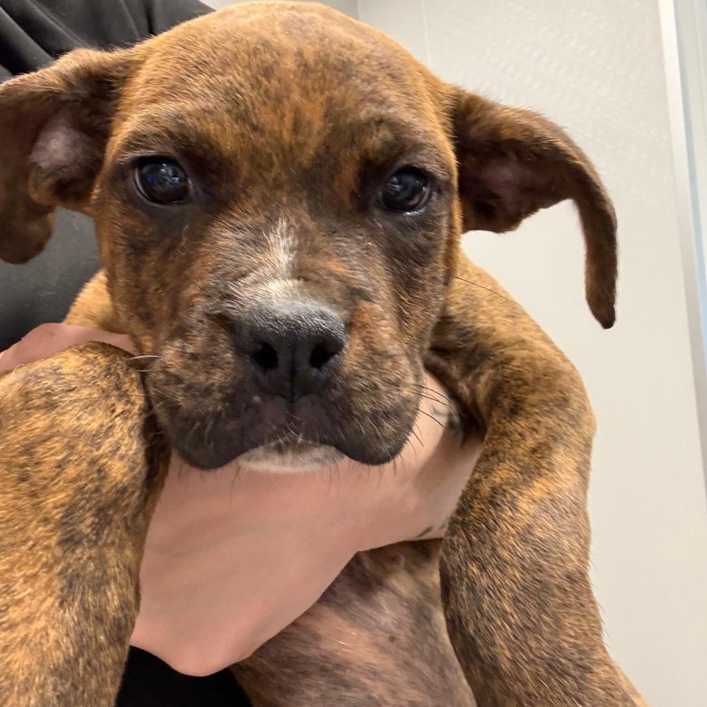 Enlarge Tigeris, a Adoptable mixed breed in Horn Lake, MS image 1/1