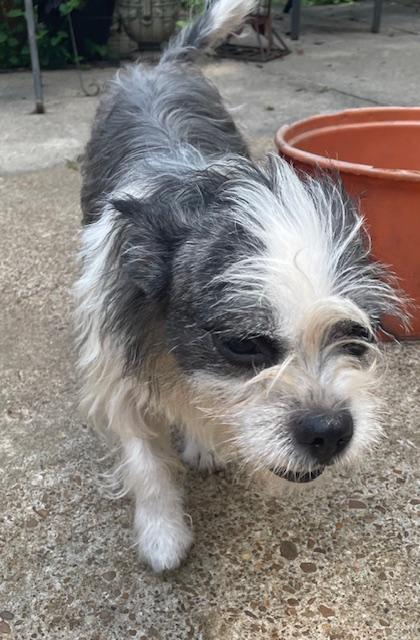 Bugsy
