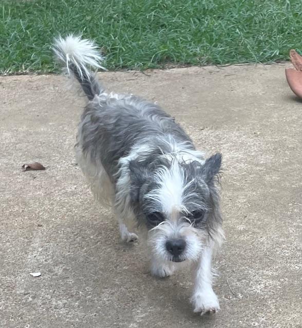 Bugsy