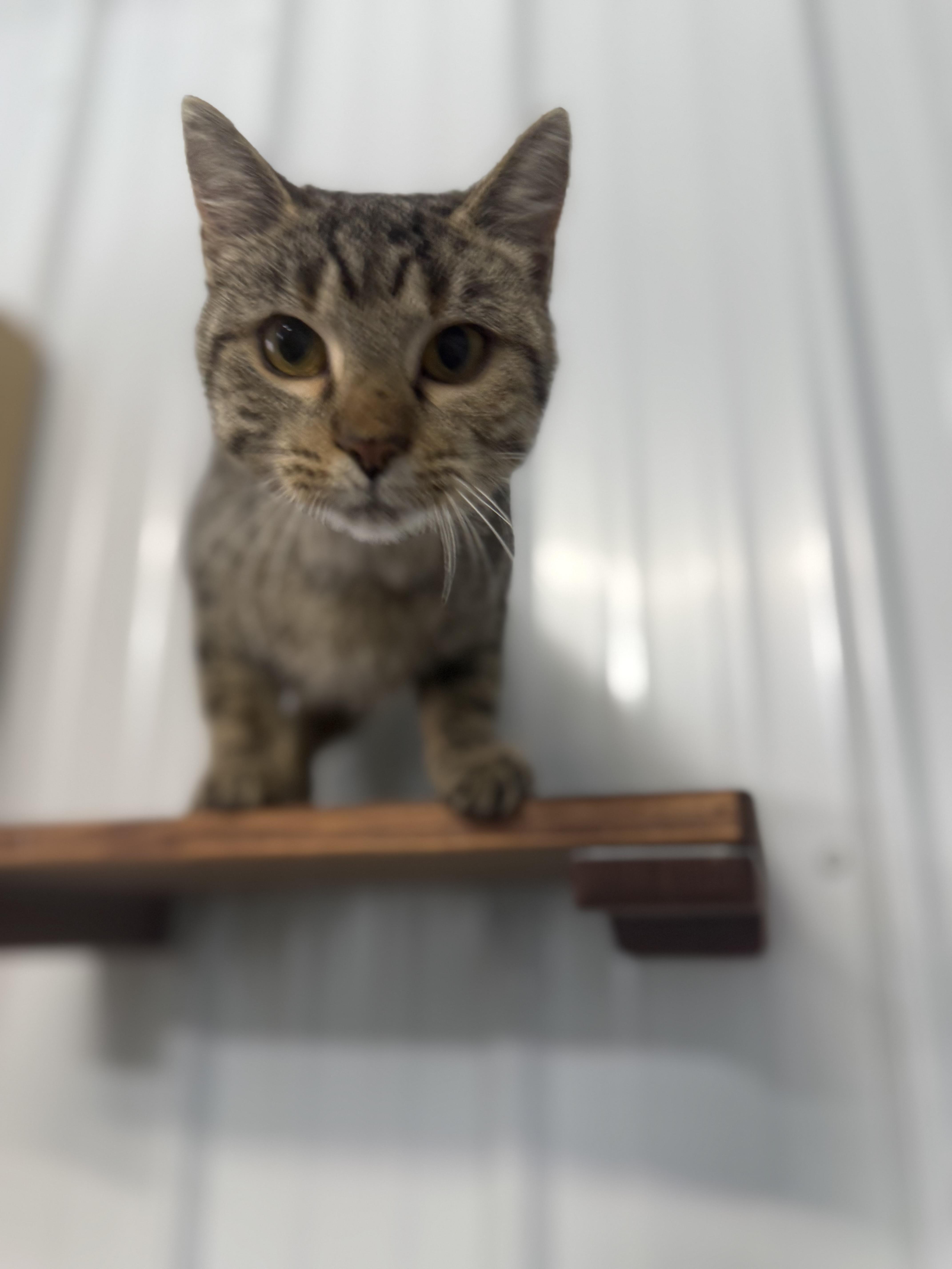 Enlarge Indigo, a Adoptable Domestic Short Hair in Fertile, MN image 2/2