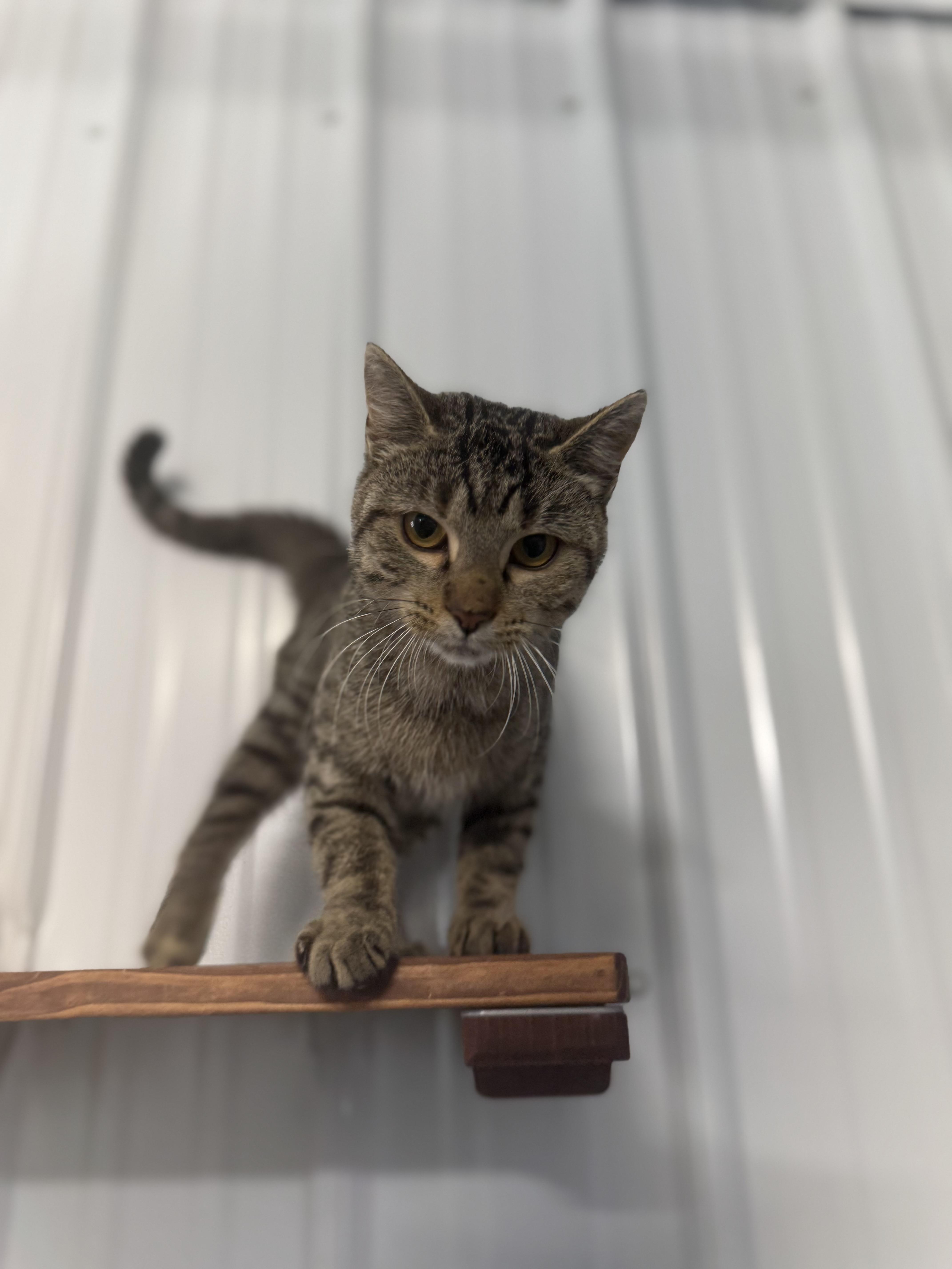 Indigo, Adoptable, Adult Female Domestic Short Hair.
