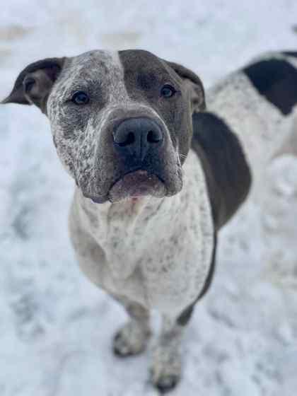 Enlarge Sir, a Adoptable mixed breed in Munster, IN image 1/1