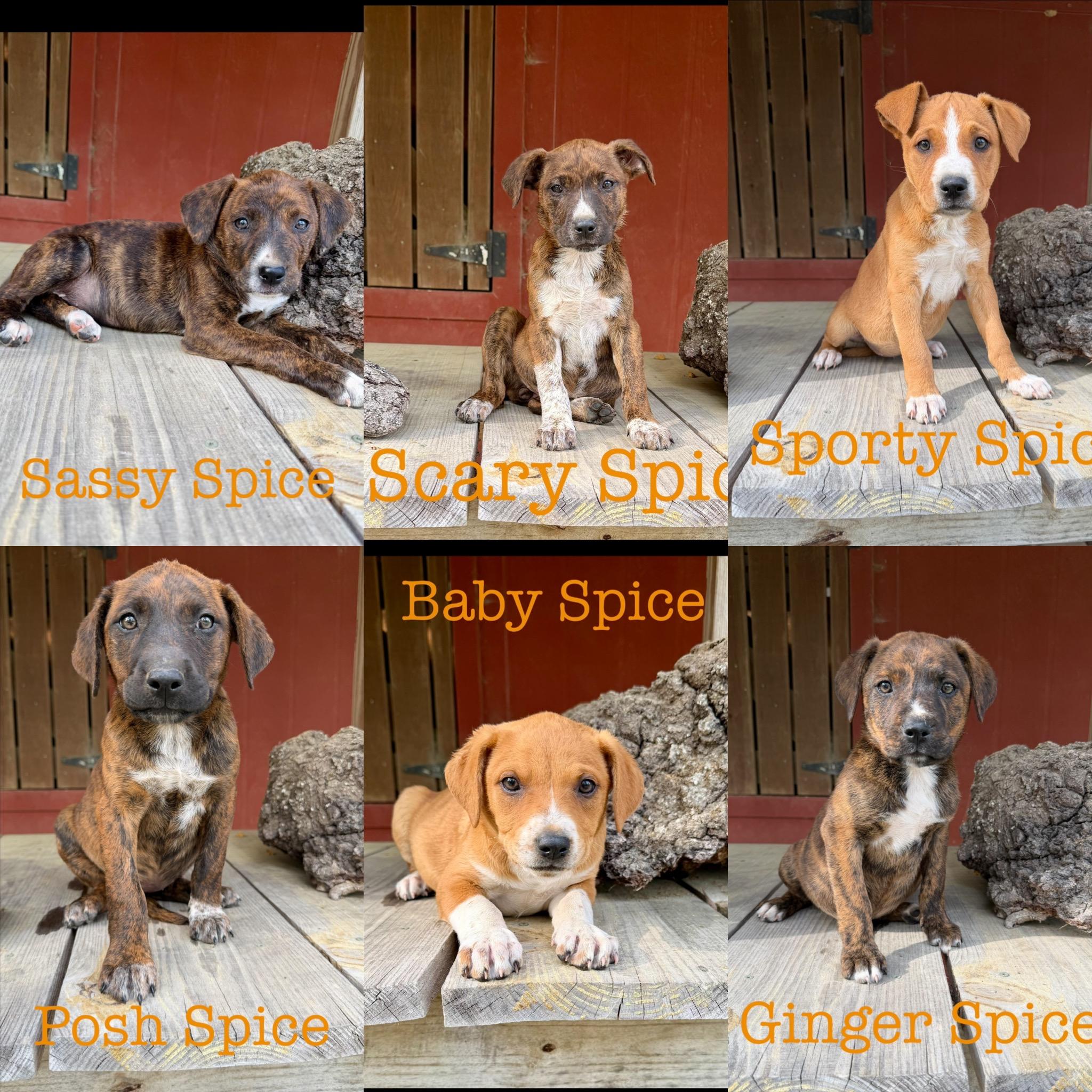 Spice girls, ADOPTABLE, Puppy Female Hound.