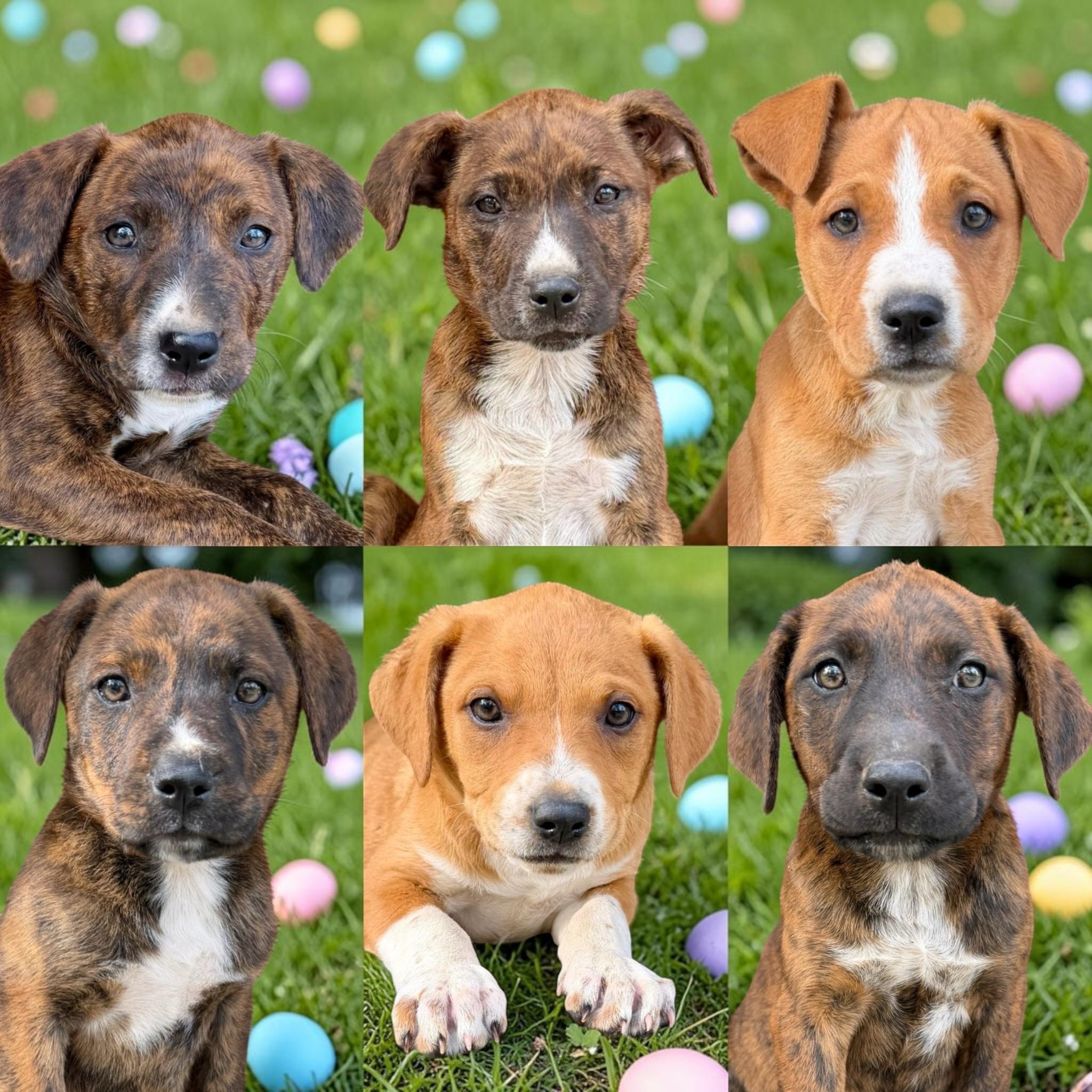 Enlarge Spice girls, a ADOPTABLE mixed breed in seaside heights, NJ image 2/2