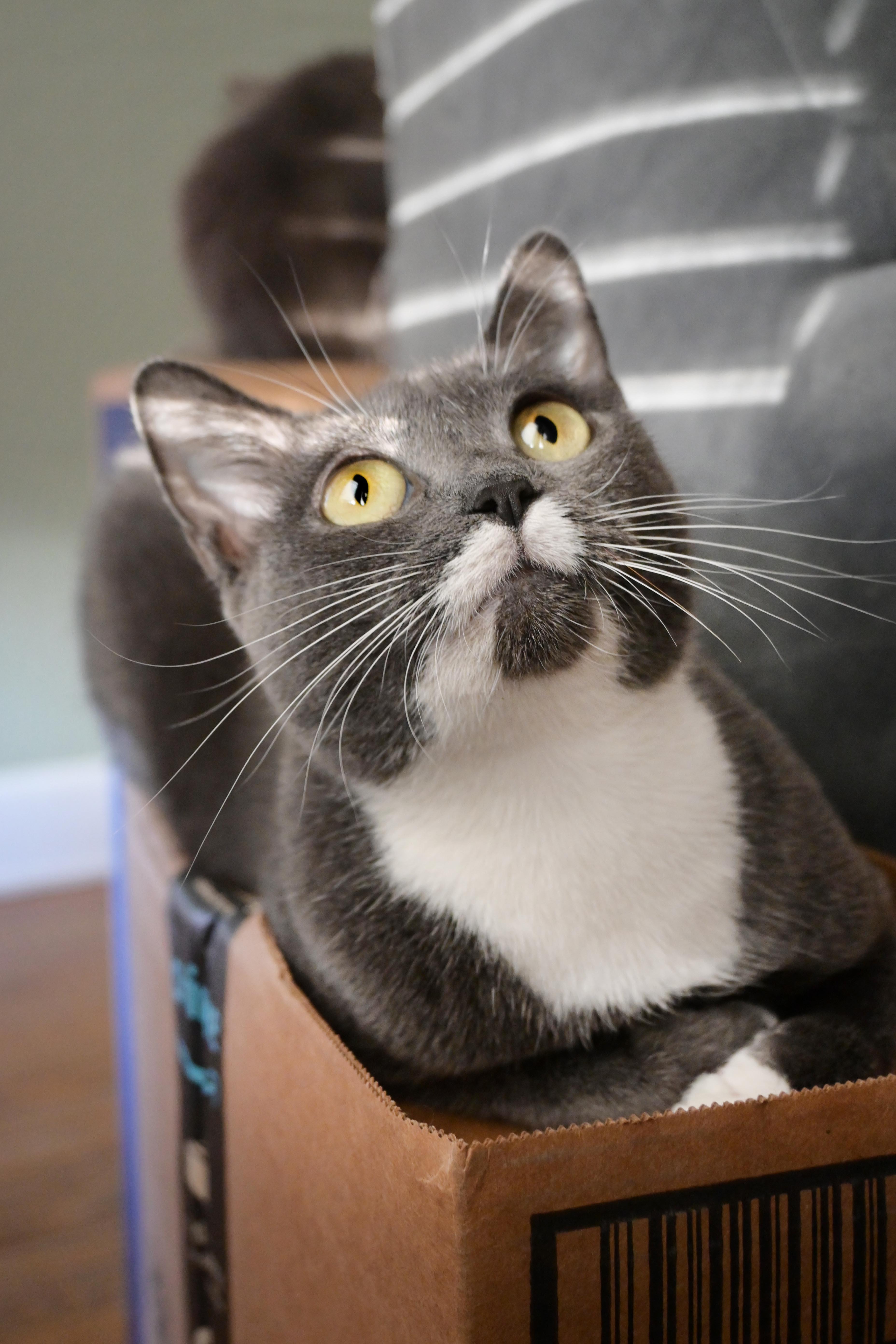 Enlarge Chloe, a Adoptable Domestic Short Hair in Orlando, FL image 1/5