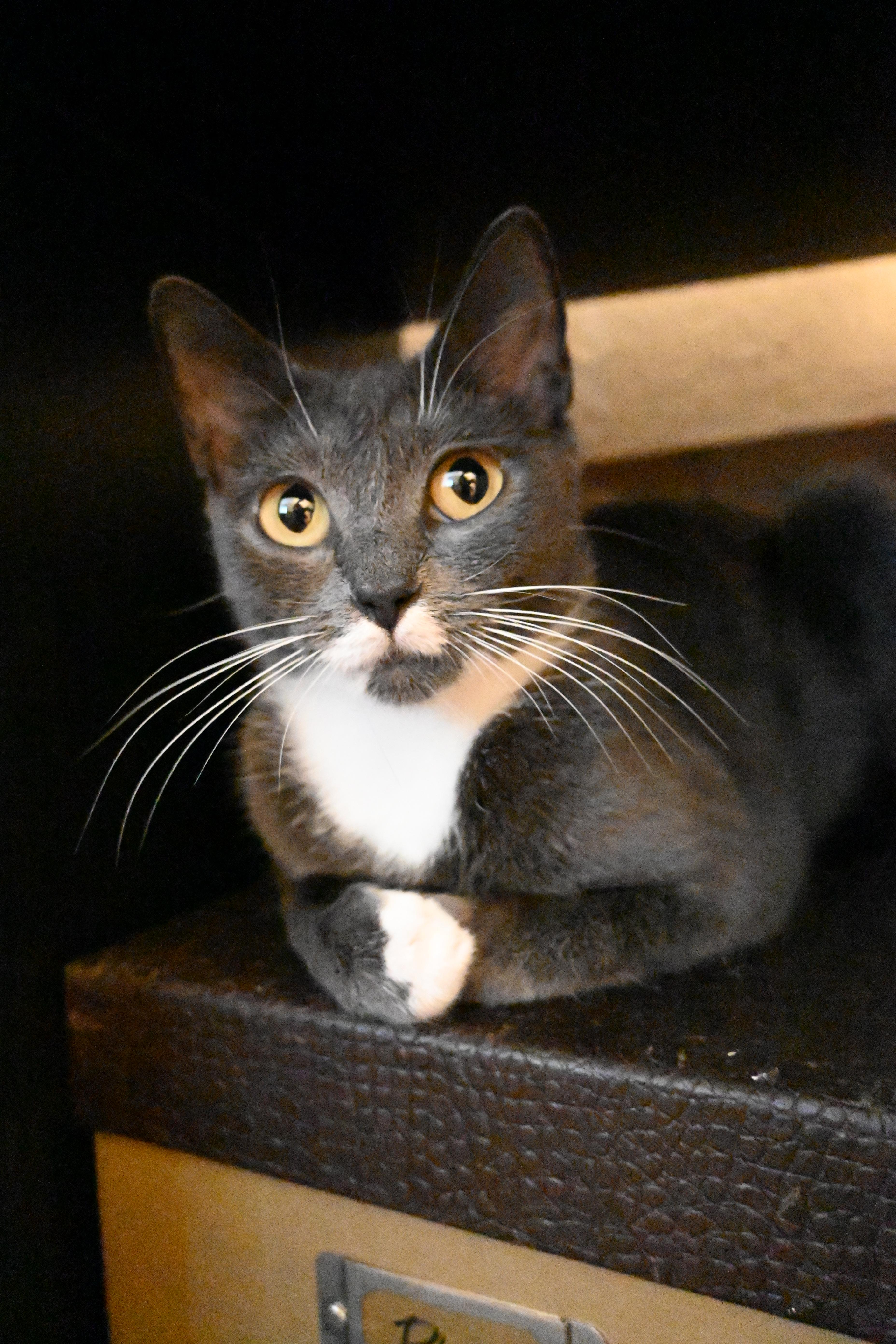 Enlarge Chloe, a Adoptable Domestic Short Hair in Orlando, FL image 4/5