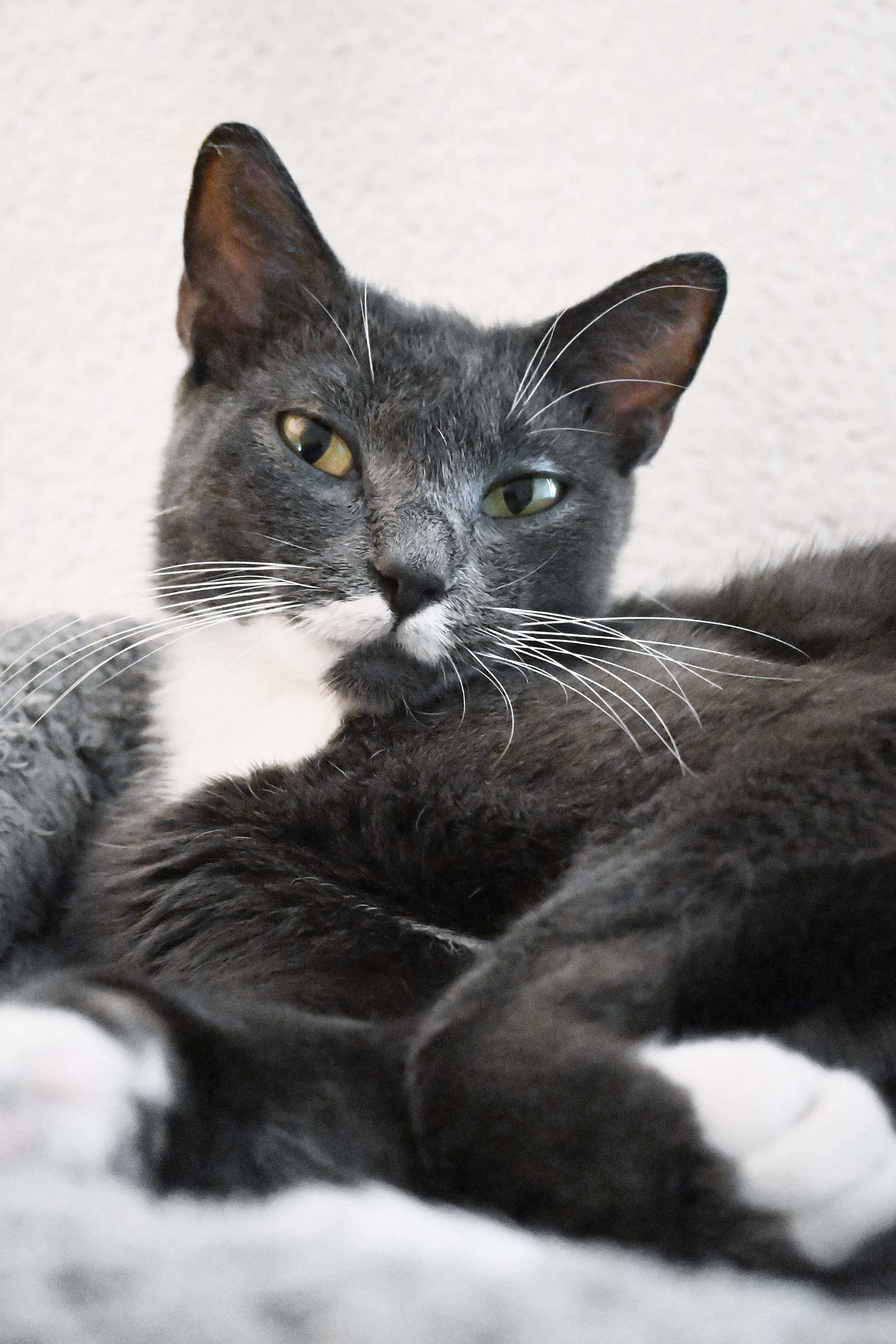Enlarge Chloe, a Adoptable Domestic Short Hair in Orlando, FL image 3/5