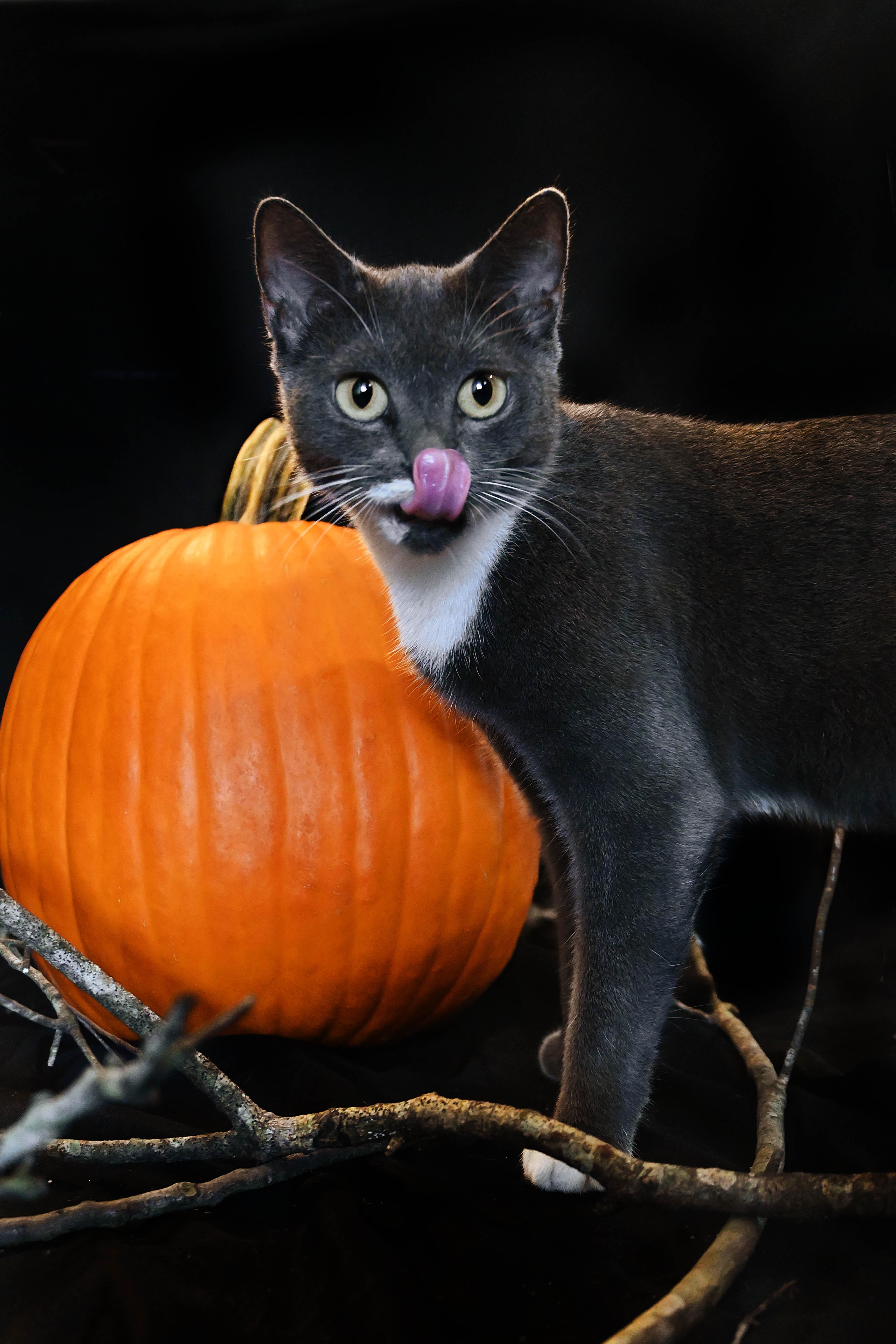 Enlarge Chloe, a Adoptable Domestic Short Hair in Orlando, FL image 2/5