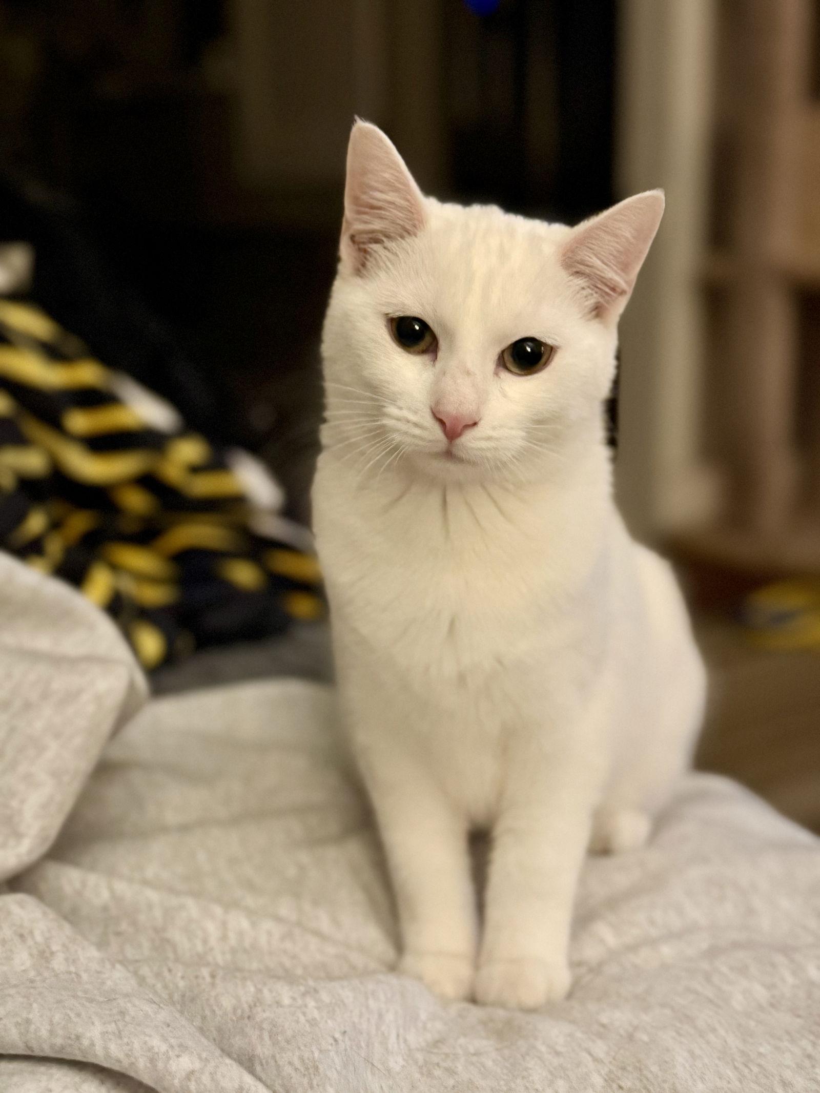 Enlarge Lyra, a Adopted Domestic Short Hair in Fenton, MO image 1/3