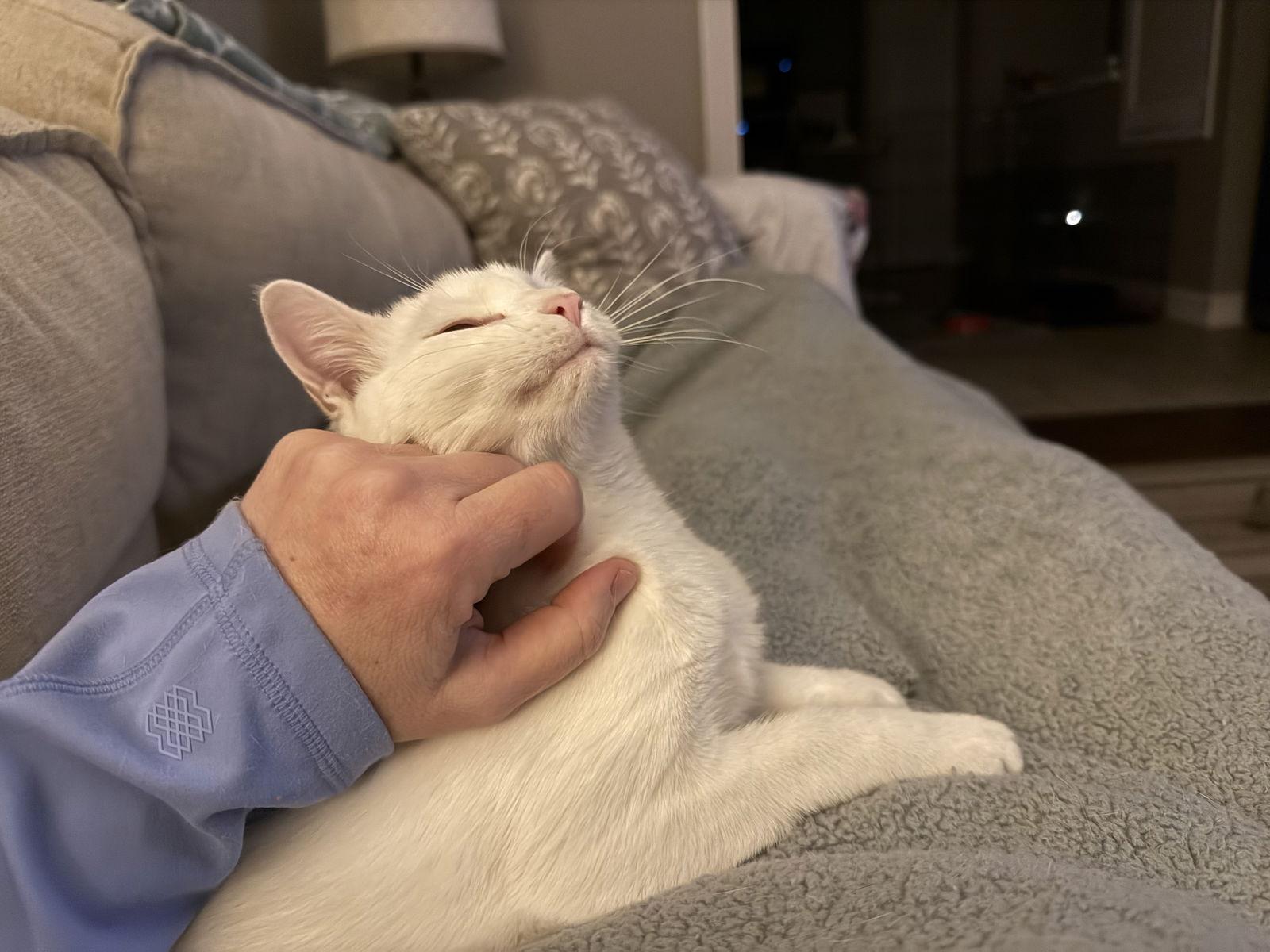 Enlarge Lyra, a Adopted Domestic Short Hair in Fenton, MO image 2/3