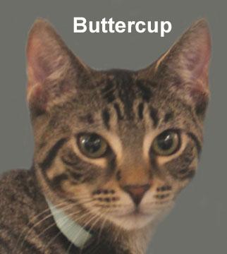 Enlarge Buttercup Daria (sweet sister to Bubbles and Blossom - sleeps with Blossom), a Adoptable mixed breed in Stowe, PA image 1/2
