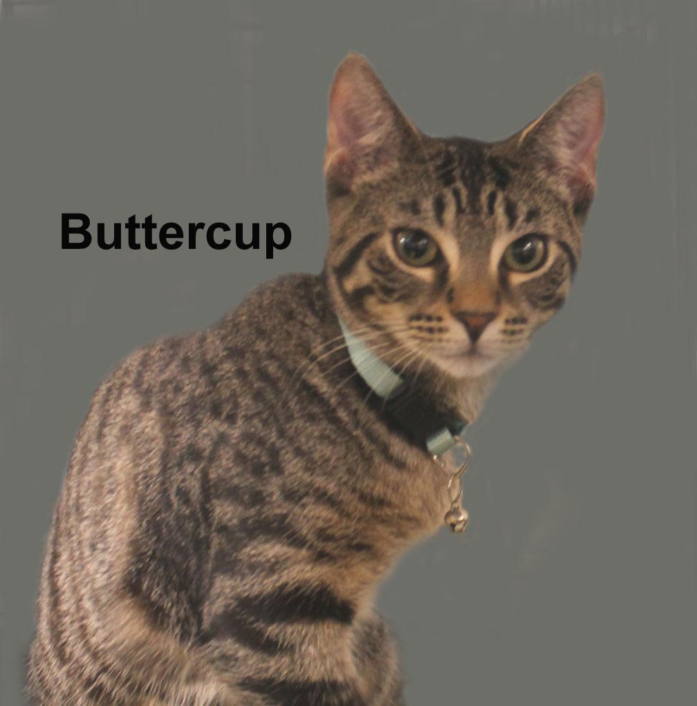 Enlarge Buttercup Daria (sweet sister to Bubbles and Blossom - sleeps with Blossom), a Adoptable mixed breed in Stowe, PA image 2/2