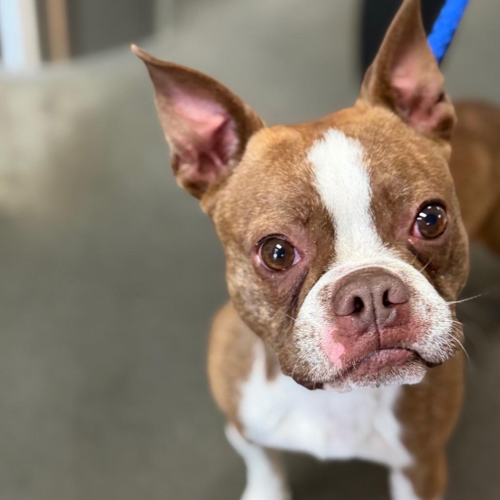 Enlarge Thor, a Adoptable mixed breed in Idaho Falls, ID image 1/6