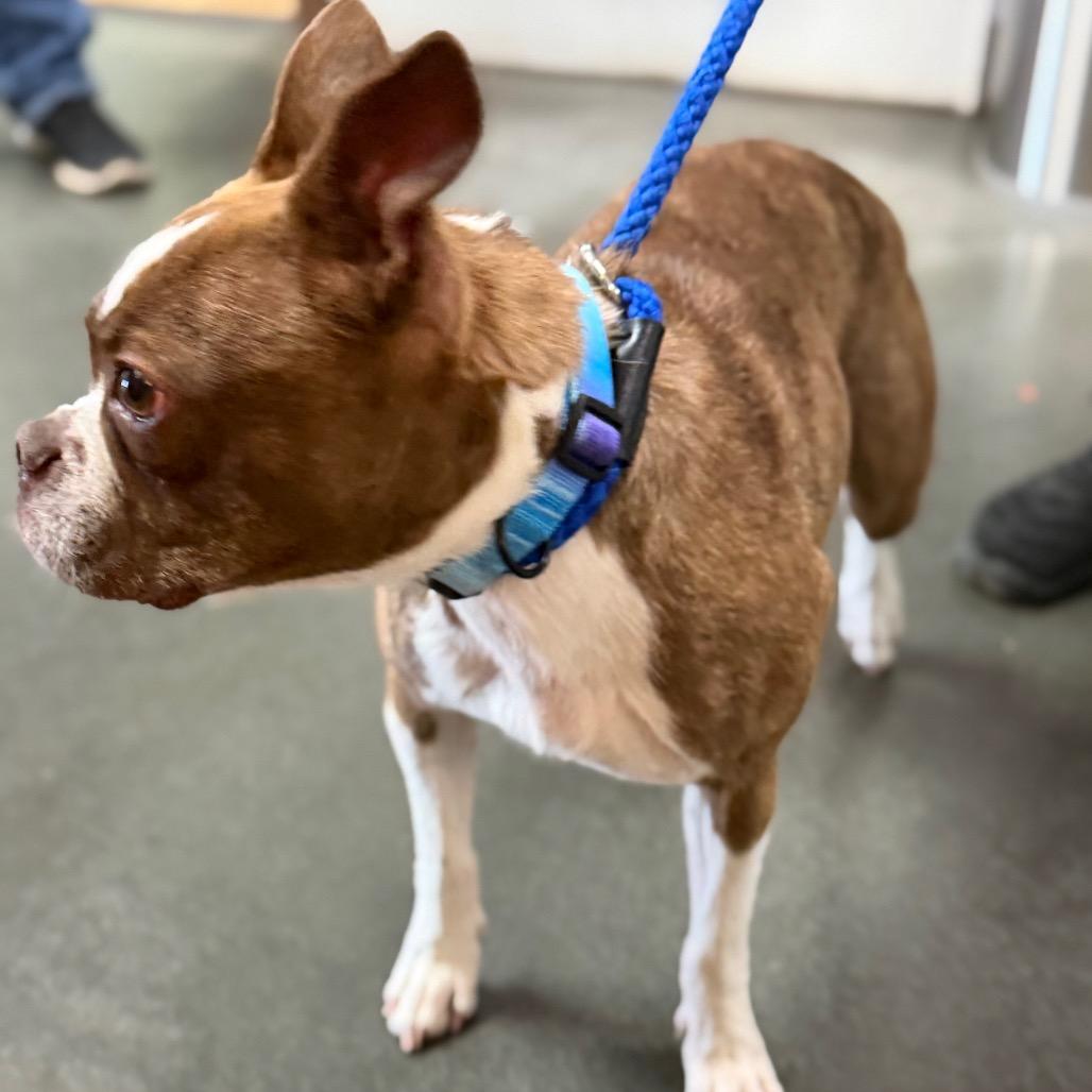 Enlarge Thor, a Adoptable mixed breed in Idaho Falls, ID image 2/6