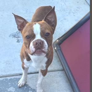 Enlarge Thor, a Adoptable mixed breed in Idaho Falls, ID image 3/6