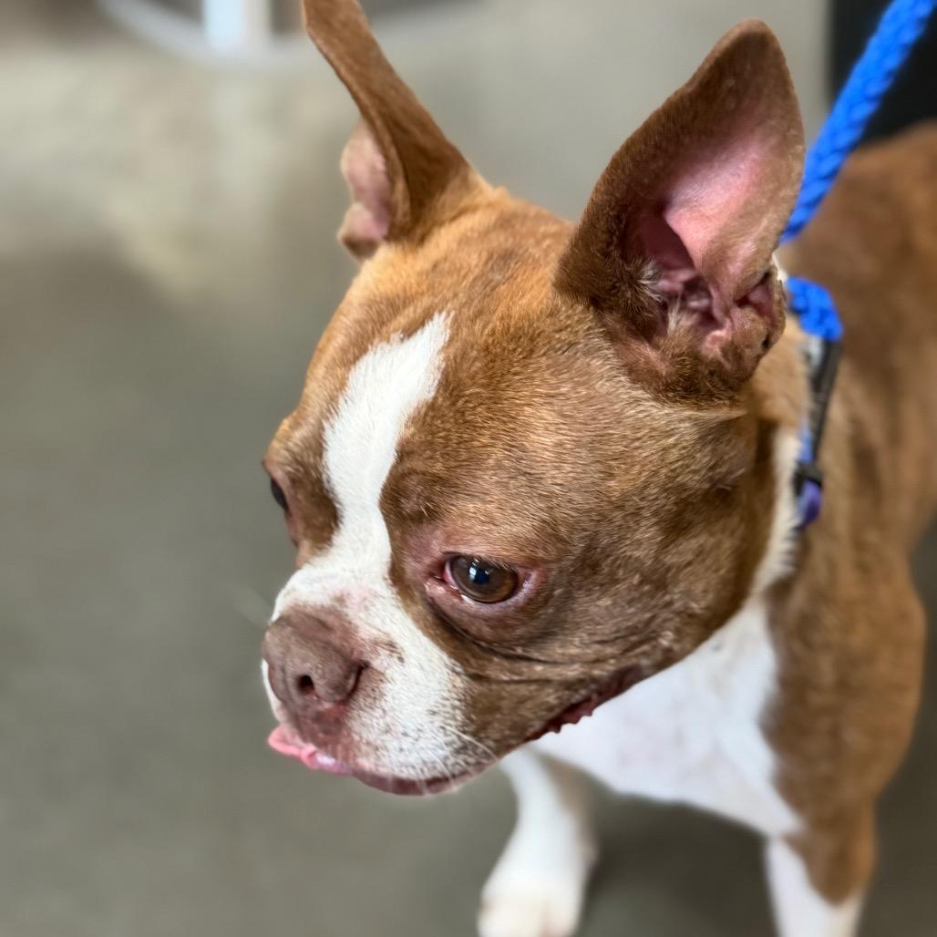 Enlarge Thor, a Adoptable mixed breed in Idaho Falls, ID image 4/6