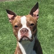 Enlarge Thor, a Adoptable mixed breed in Idaho Falls, ID image 5/6