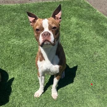 Enlarge Thor, a Adoptable mixed breed in Idaho Falls, ID image 6/6