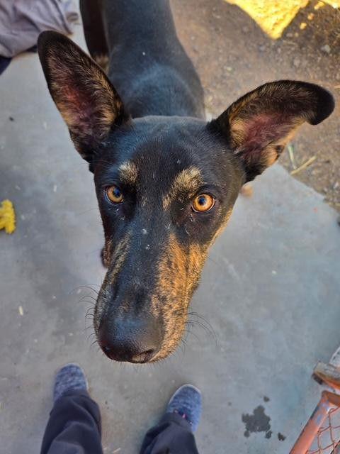 Enlarge Vito, a Adopted mixed breed in Williamsburg, NM image 1/3