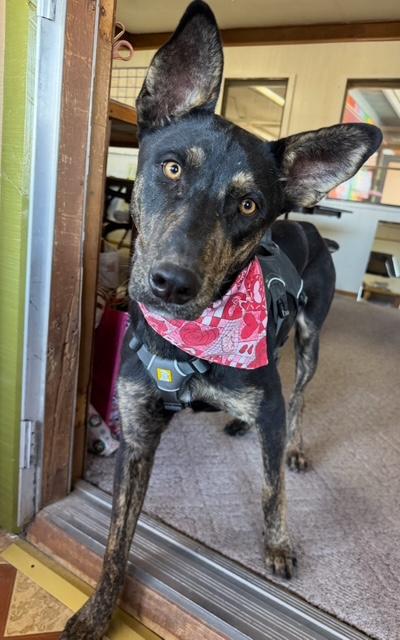 Vito, Adoptable, Young Male Doberman Pinscher & Shepherd.
