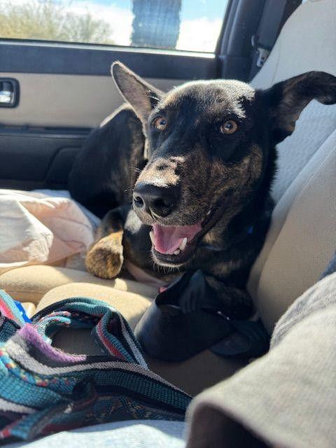 Enlarge Vito, a Adoptable Shepherd in Williamsburg, NM image 1/3